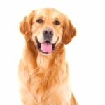 Labrador Retriever free download