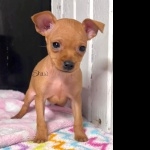 Miniature Pinscher photo