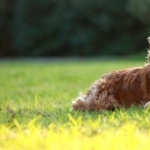 Norfolk Spaniel new photos