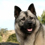 Norwegian Elkhound hd desktop