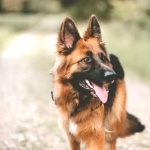 Old German Shepherd Dog pics