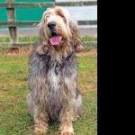 Otterhound high quality wallpapers