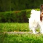 Papillon breed hd photos