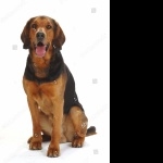 Polish Hunting Dog cute