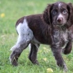 Pont-Audemer Spaniel new wallpapers