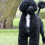 Portuguese Water Dog images