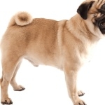 Pug breed