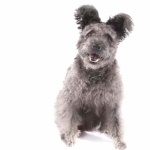 Pumi breed download wallpaper