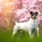 Ratonero Bodeguero Andaluz background