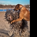 Rhodesian Ridgeback hd desktop