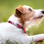 Russell Terrier new wallpaper