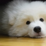 Samoyed breed hd