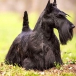 Scottish Terrier 2025