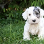 Sealyham Terrier hd