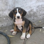 Serbian Tricolour Hound funny