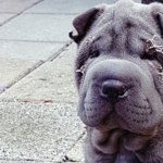 Shar Pei hd desktop