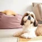 Shih Tzu high quality wallpapers