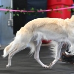 Silken Windhound hd pics