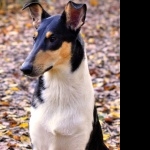 Smooth Collie breed