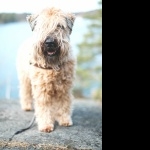 Soft-Coated Wheaten Terrier images