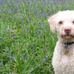 Spanish Water Dog download