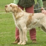 Spinone Italiano desktop