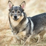 Swedish Vallhund hd desktop