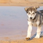 Tamaskan Dog wallpapers