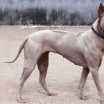 Thai Ridgeback breed