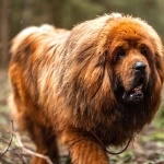 Tibetan Mastiff image