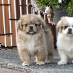 Tibetan Spaniel new photos