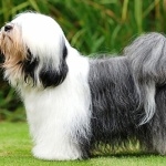 Tibetan Terrier hd photos