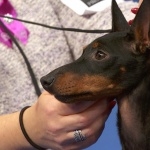 Toy Manchester Terrier new photos