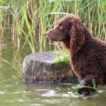 Tweed Water Spaniel new wallpaper