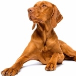 Vizsla hd