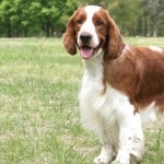 Welsh Springer Spaniel hd