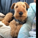 Welsh Terrier free