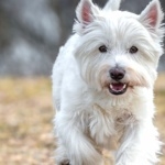 West Highland White Terrier high definition photo