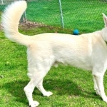 White Shepherd new photos