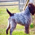 Wirehaired Pointing Griffon image