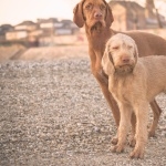 Wirehaired Vizsla hd desktop