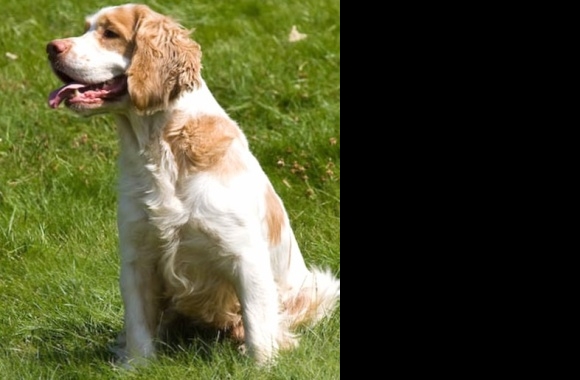 Alpine Spaniel