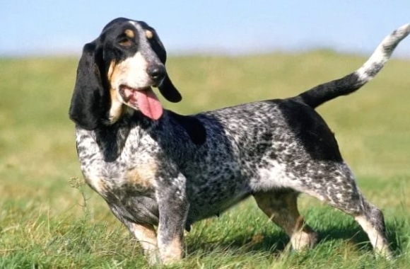 Basset Bleu de Gascogne