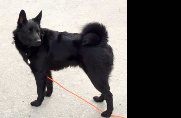 Black Norwegian Elkhound