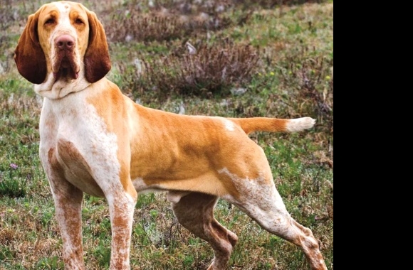 Bracco Italiano