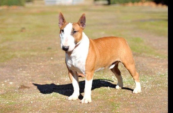 Bull Terrier (Miniature)