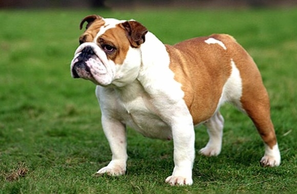 Bulldog