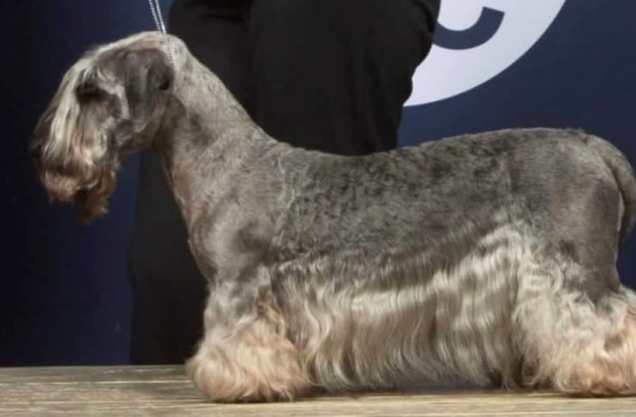 Cesky Terrier