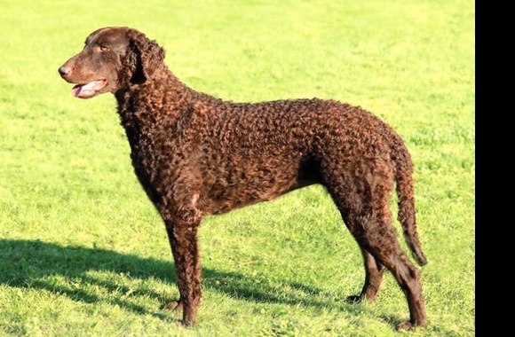 Curly Coated Retriever