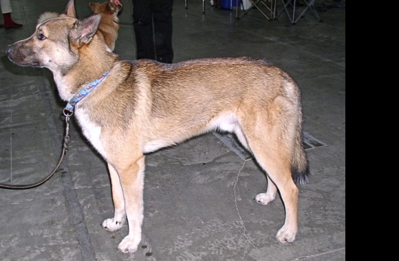 East Siberian Laika